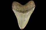 Huge, Fossil Megalodon Tooth - North Carolina #109763-1